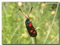 Zygaena lonicerae